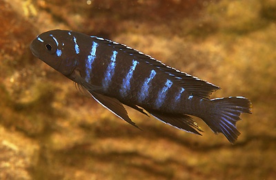 Tropheops kamtambo 'Gome Rock'